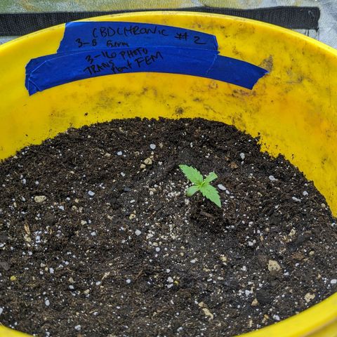 CBD Chronic #2 growlog timeline photo