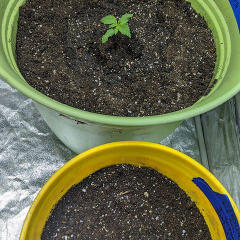 CBD Chronic #2 growlog timeline photo