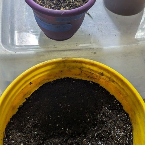 CBD Chronic #2 growlog timeline photo