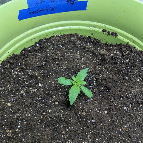 CBD Chronic growlog photo: Put into the biggest pot.  #2 is in the orange bucket. Let's see how they go.