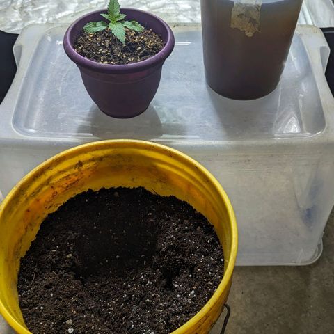 CBD Chronic growlog photo: Put into the biggest pot.  #2 is in the orange bucket. Let's see how they go.