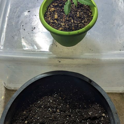 Guava gelato auto growlog photo: Transplant time. I'm excited to watch you grow.