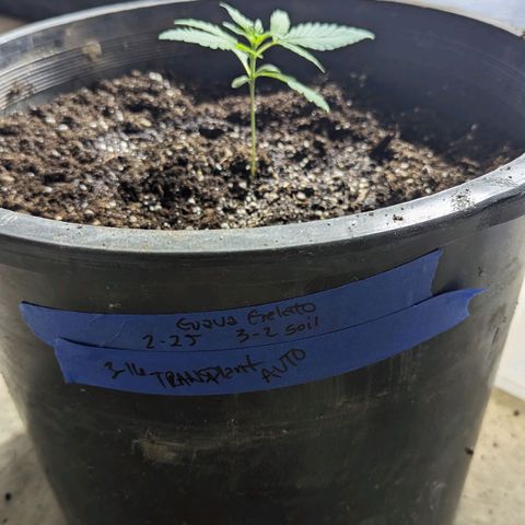 Guava gelato auto growlog photo: Transplant time. I'm excited to watch you grow.