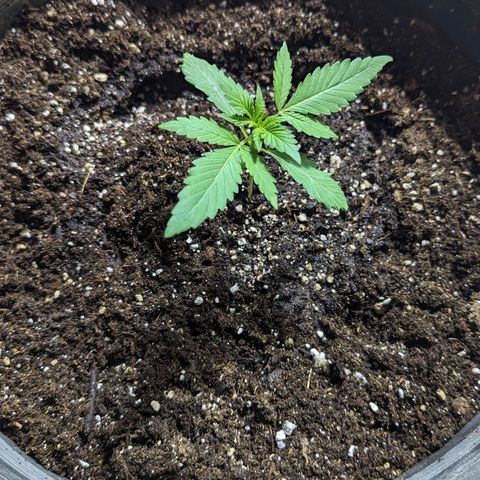 Guava gelato auto growlog photo: Transplant time. I'm excited to watch you grow.