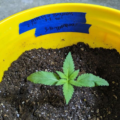 Apples and Bananas growlog timeline photo