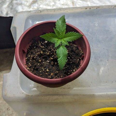 Apples and Bananas growlog timeline photo