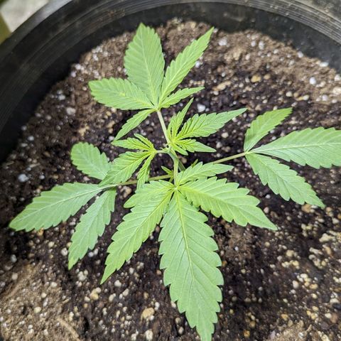 Guava gelato auto growlog timeline photo