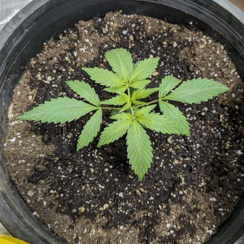 Guava gelato auto growlog timeline photo