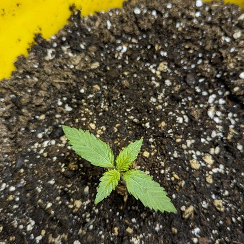 CBD Chronic #2 growlog timeline photo