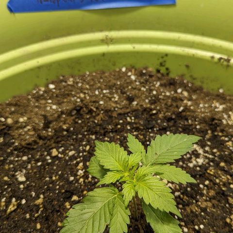 CBD Chronic growlog timeline photo