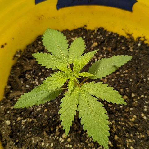 Apples and Bananas growlog timeline photo