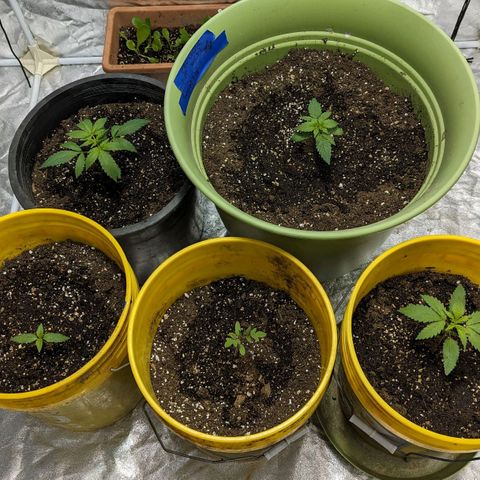 CBD Chronic #2 growlog timeline photo
