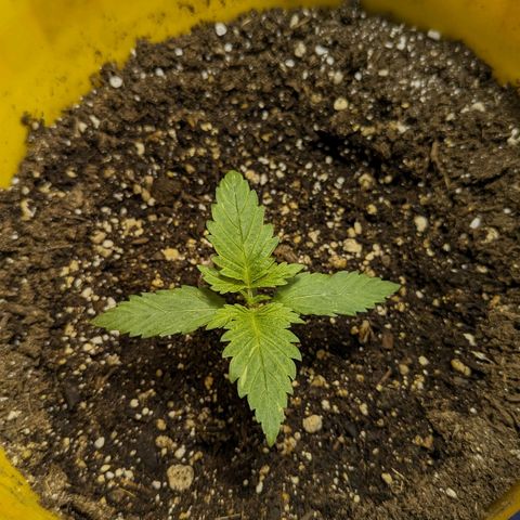 CBD Chronic #2 growlog timeline photo