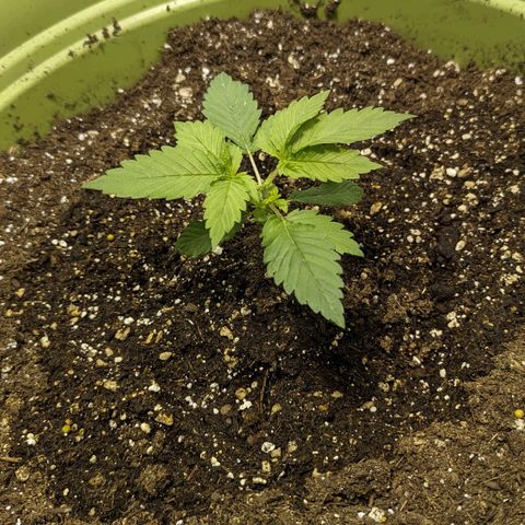 CBD Chronic growlog timeline photo
