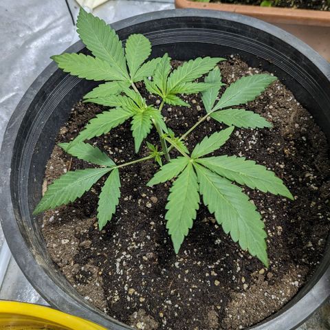 Guava gelato auto growlog timeline photo