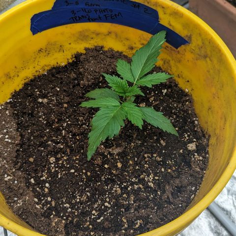CBD Chronic #2 growlog photo: Starting to get going. A ways behind her sisters.