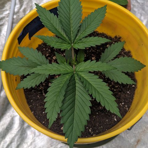 Apples and Bananas growlog photo: Took well to the topping. Now to start training 