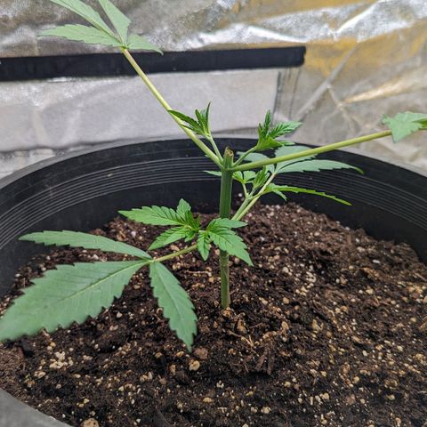 Guava gelato auto growlog photo: Topped her again. Didn't like the first. Hopefully she doesn't get too stressed.