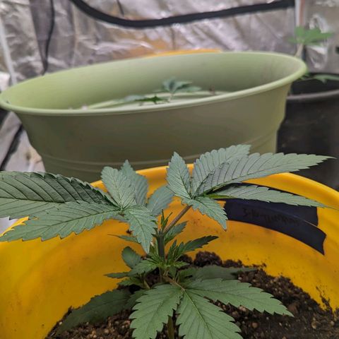 Apples and Bananas growlog photo: Took well to the topping. Now to start training 