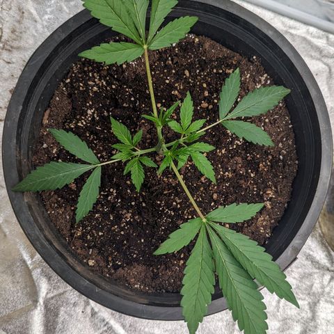 Guava gelato auto growlog photo: Topped her again. Didn't like the first. Hopefully she doesn't get too stressed.