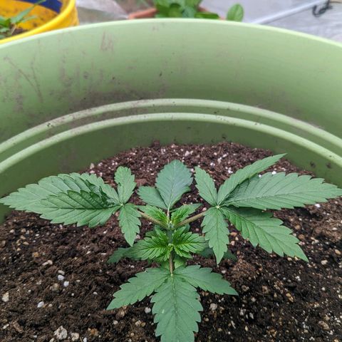 CBD Chronic growlog photo: Such a short bushy girl. Excited every time I get to see her.