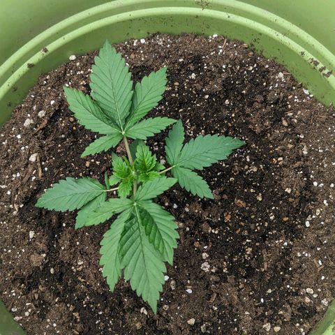 CBD Chronic growlog photo: Such a short bushy girl. Excited every time I get to see her.