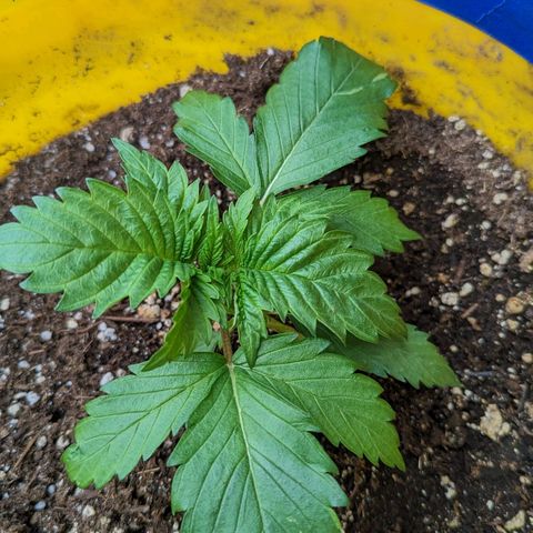 CBD Chronic #2 growlog timeline photo