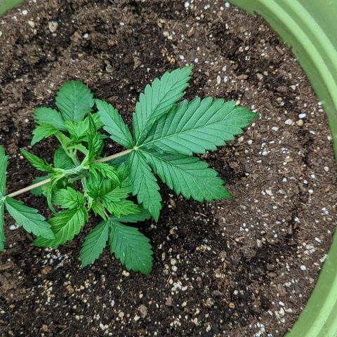 CBD Chronic growlog timeline photo