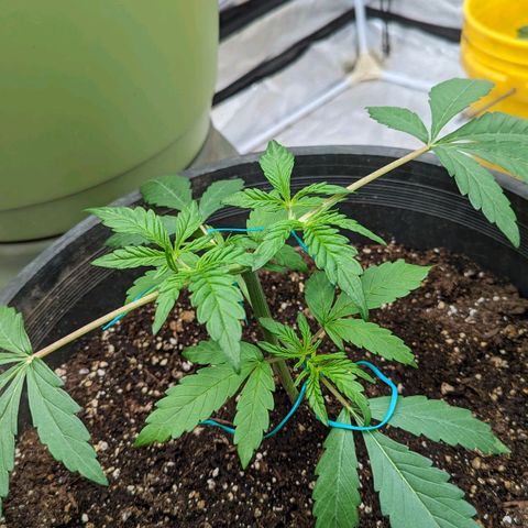 Guava gelato auto growlog timeline photo