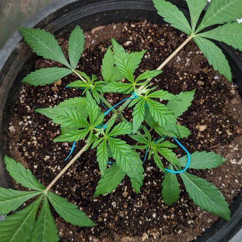 Guava gelato auto growlog timeline photo