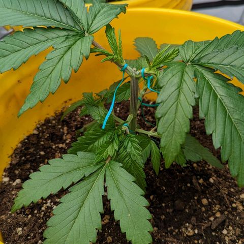 Apples and Bananas growlog timeline photo
