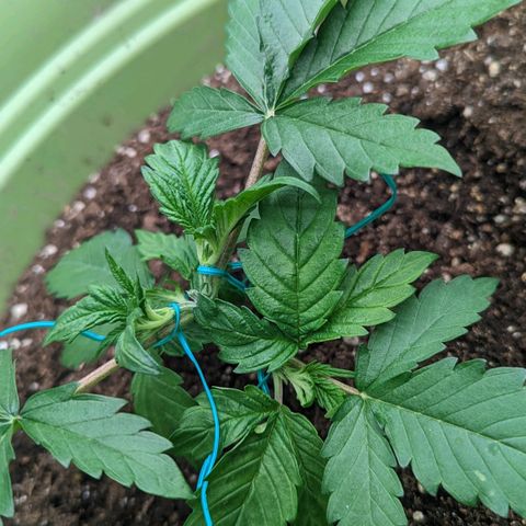 CBD Chronic growlog timeline photo