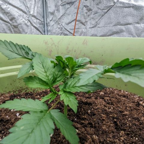 CBD Chronic growlog timeline photo