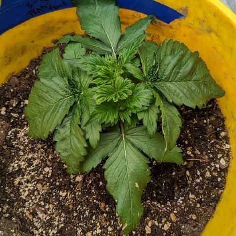 CBD Chronic #2 growlog photo: New light was set too bright. Hopefully she bounces back