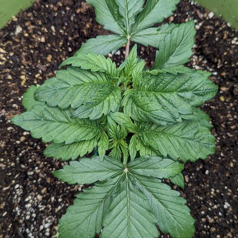 CBD Chronic growlog photo: Close one on too much light. She's coming back
