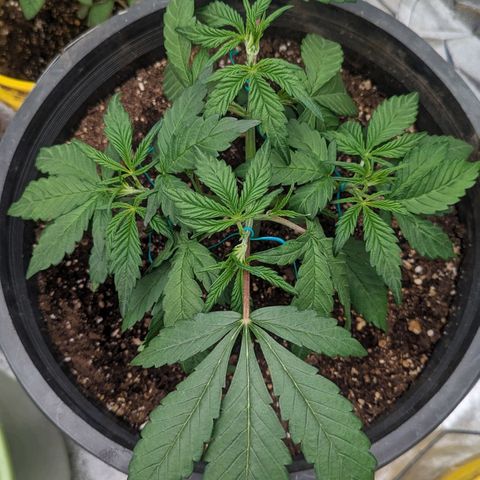 Guava gelato auto growlog photo: Training is going well