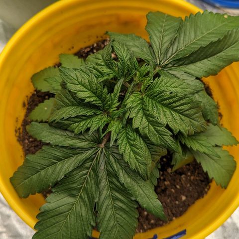 Apples and Bananas growlog photo: Got a little dry with too much light. Got it dialed. In now hopefully she bounces back. She's very promising 