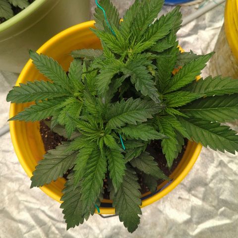 Apples and Bananas growlog photo: She bounces back!