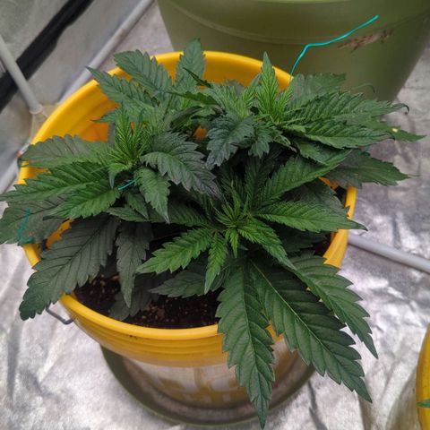 Apples and Bananas growlog photo: She bounces back!