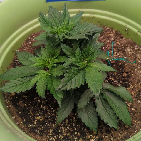 CBD Chronic growlog timeline photo