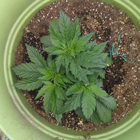 CBD Chronic growlog timeline photo