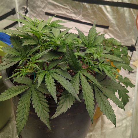 Guava gelato auto growlog timeline photo