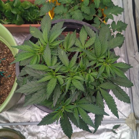 Guava gelato auto growlog timeline photo