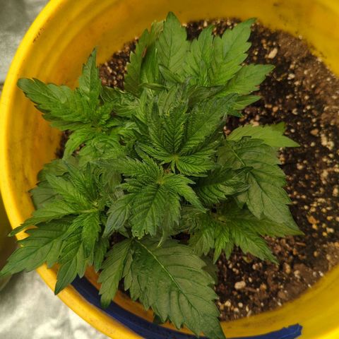 CBD Chronic #2 growlog timeline photo