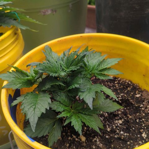 CBD Chronic #2 growlog timeline photo