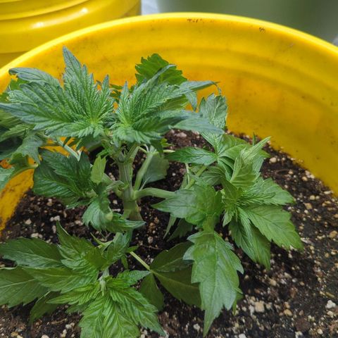 CBD Chronic #2 growlog timeline photo