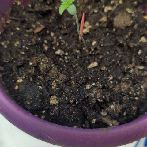 Guava Gelato growlog timeline photo