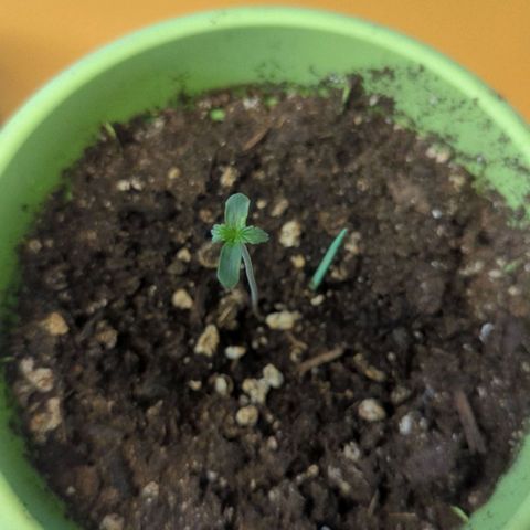 Auto Sweet Tooth growlog timeline photo