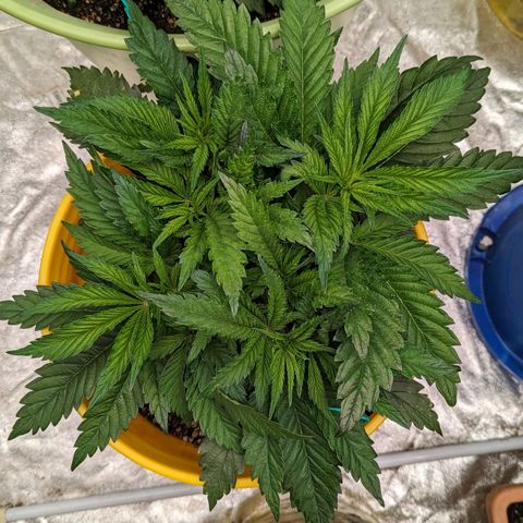 Apples and Bananas growlog timeline photo