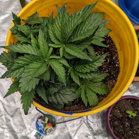 CBD Chronic #2 growlog timeline photo